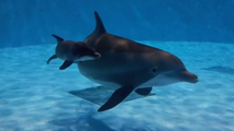 Watch: Dolphin gives birth to first dolphin calf at Chicago zoo in over 10 years